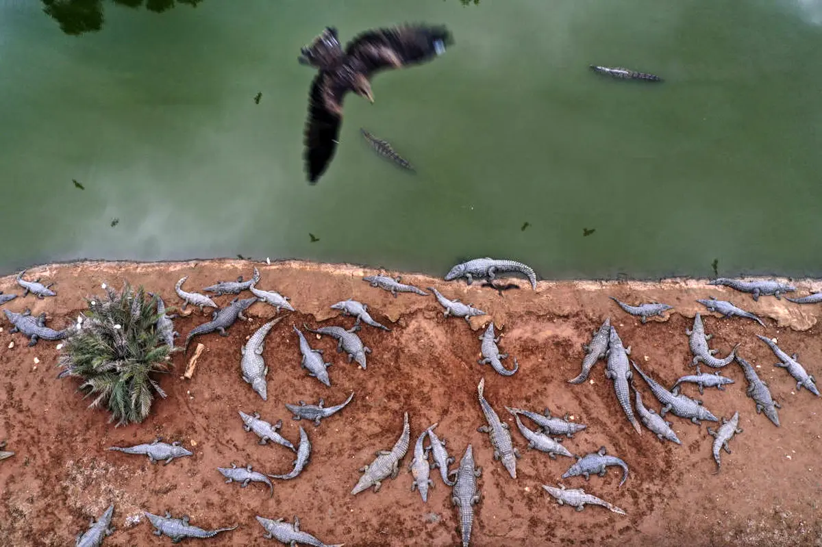 عکسی ناب از تمساح‌ها در اردن