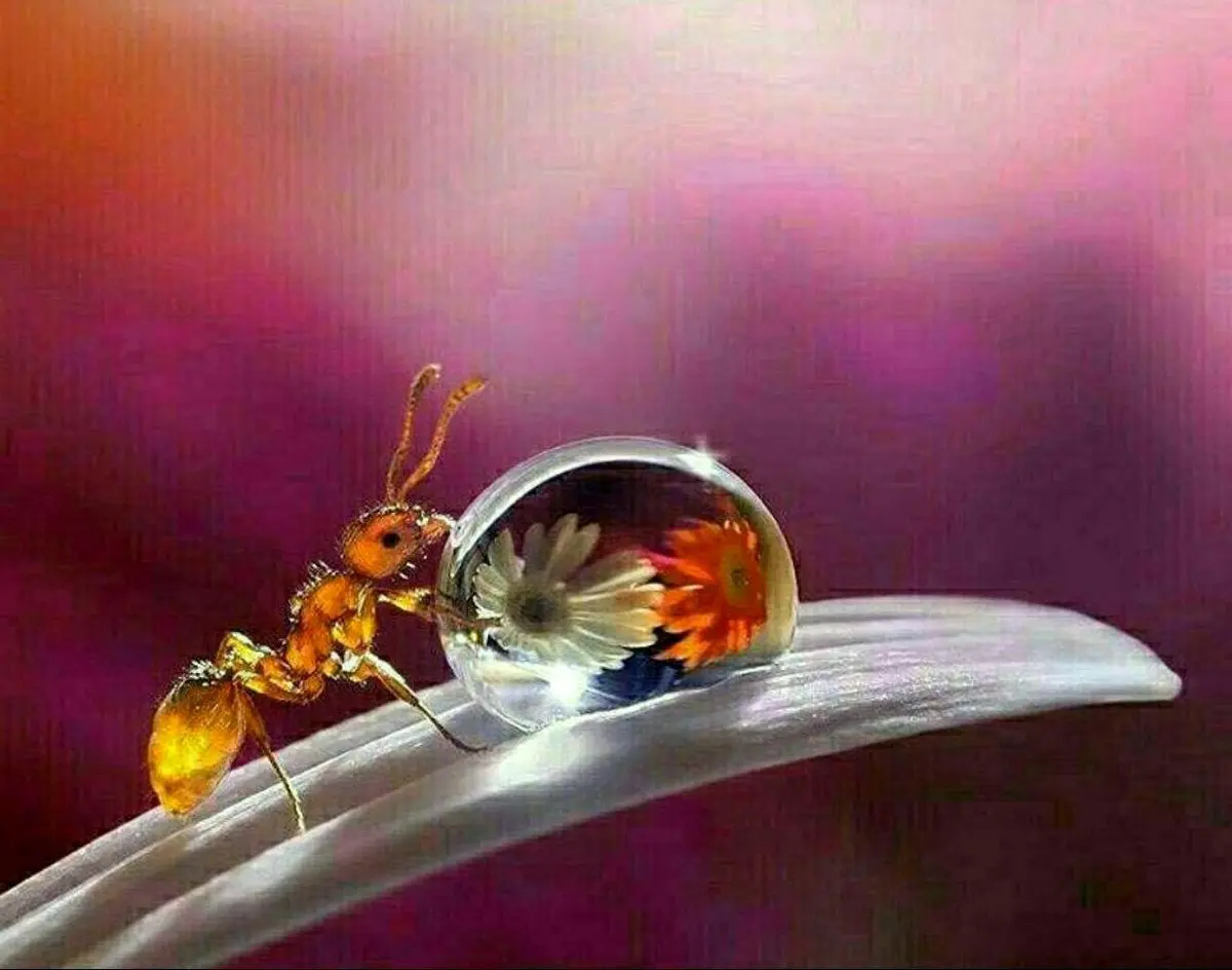 تصویر حیرت انگیز از یک قطره شبنم و مورچه