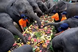 عکس دیده نشده از پذیرایی متفاوت از فیل‌ها