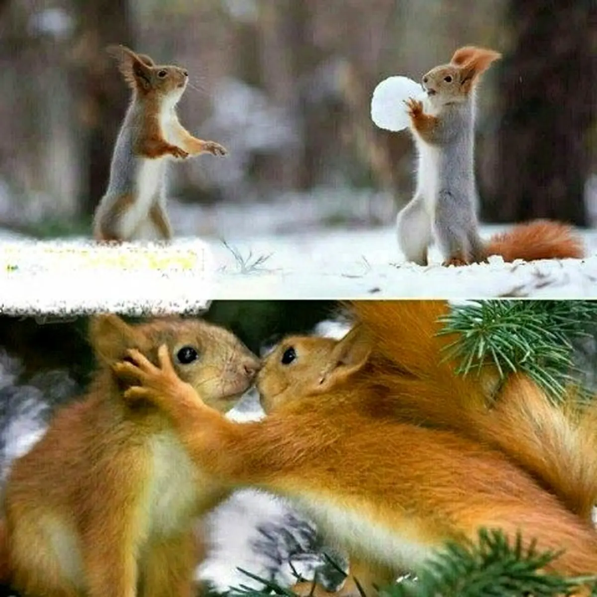 سلام کردن سنجاب ها به یکدیگر در واقعیت!+عکس