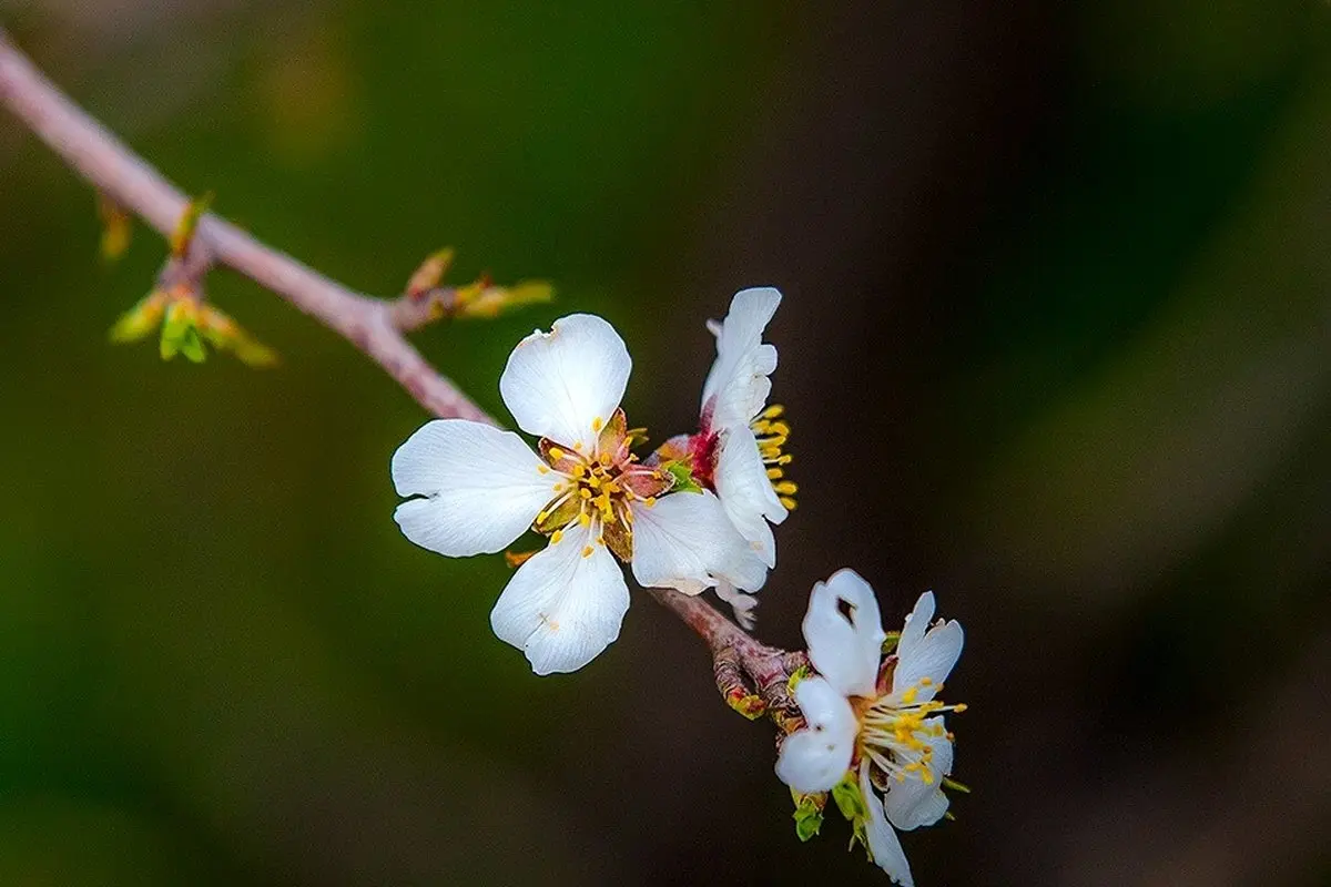 تصاویر: شکوفه های بهاری سنندج
