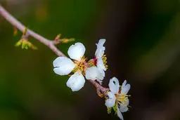 تصاویر: شکوفه های بهاری سنندج