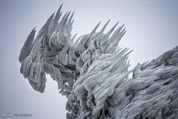 جنگل یخی/ تصاویر