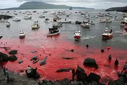 سنت خشن و ظالمانه مردم دانمارک؛ کشتن نهنگ‌ها برای سرگرمی!/تصاویر