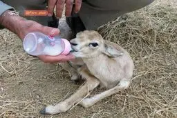 اين حيوان زيبا به زادگاهش بازگردانده شد + عكس