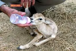 اين حيوان زيبا به زادگاهش بازگردانده شد + عكس