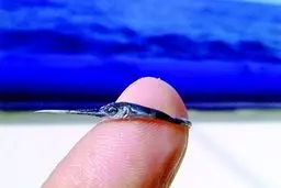 فکر می کنید بچه اره ماهی چقدر باشد؟! (عکس)