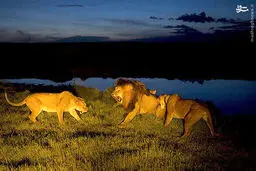 در حریم سلطان چه می‌گذرد/تصاویر