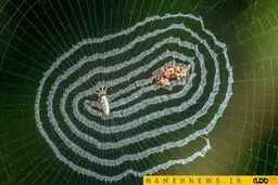 هنرمندترین موجود روی زمین را ببینید/ عکس