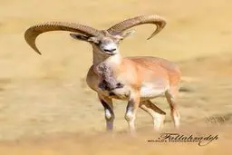 تصویری دیدنی از حیات وحش کردستان / عکس