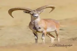 تصویری دیدنی از حیات وحش کردستان / عکس