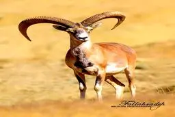تصویری دیدنی از حیات وحش کردستان / عکس