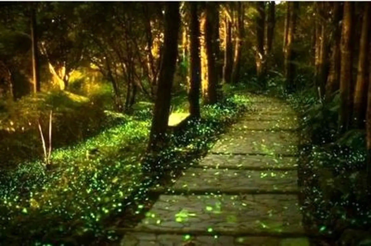 پارکی سحرآمیز و زیبا در چین (+عکس)