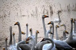 تصویری دیدنی از قوهای سفید سیبری