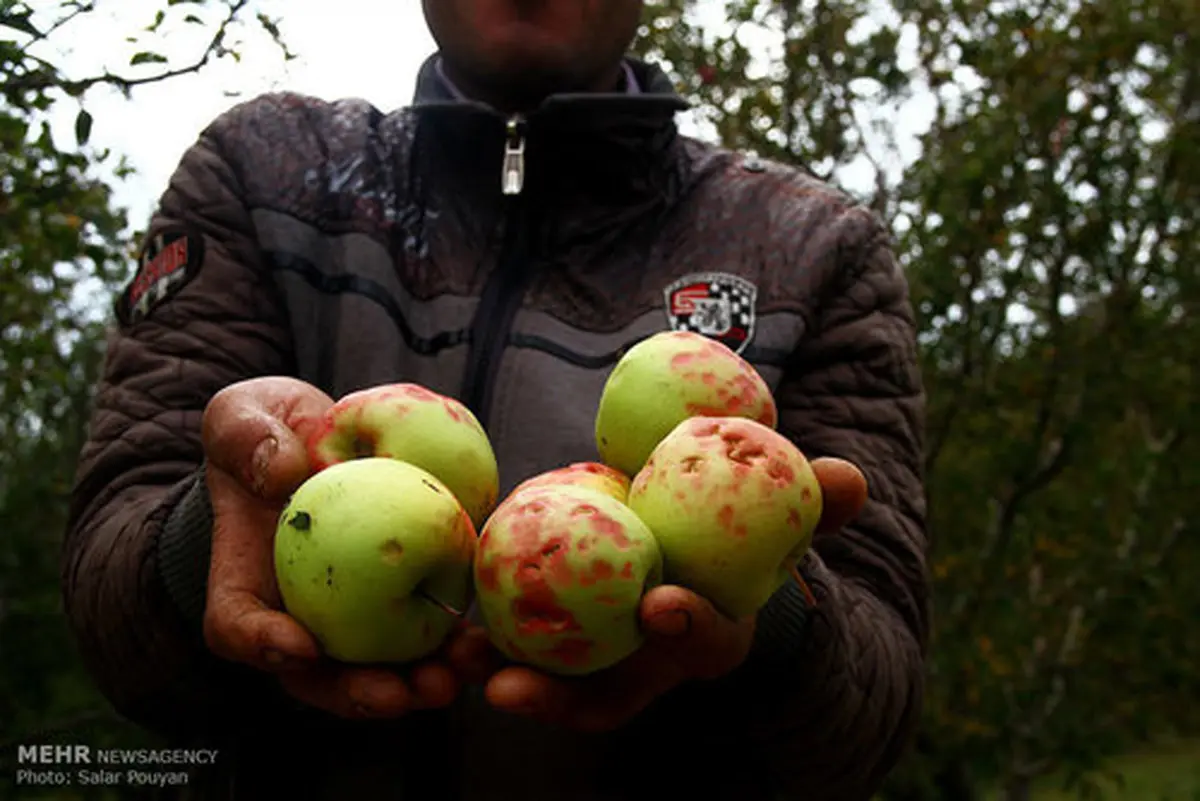 خسارت تگرگ به باغهای سیب میانه/تصاویر