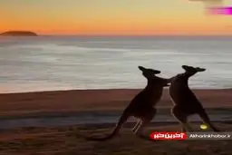 دو کانگرو در ساحل به جان هم افتادند؛دعوای دیدنی