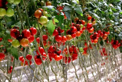 گلخانه شیشه‌ایی