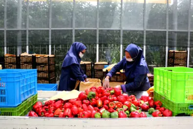 گلخانه شیشه‌ایی