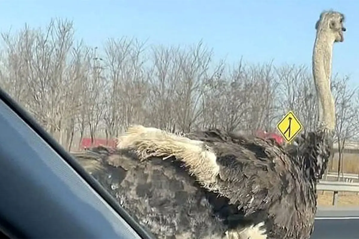 ببینید سرعت شترمرغ های فراری در اتوبان تبریز