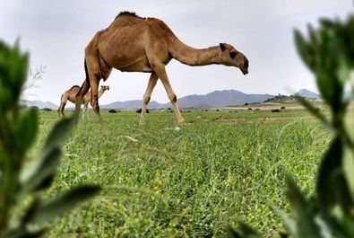 سبز شدن عربستان