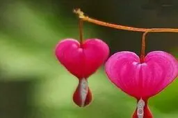 گل هایی عجیب به شکل قلبی که از آن خون می چکد