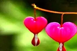 گل هایی عجیب به شکل قلبی که از آن خون می چکد