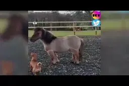 اسب سواری عجیب ترین سگ دنیا؛فیلم