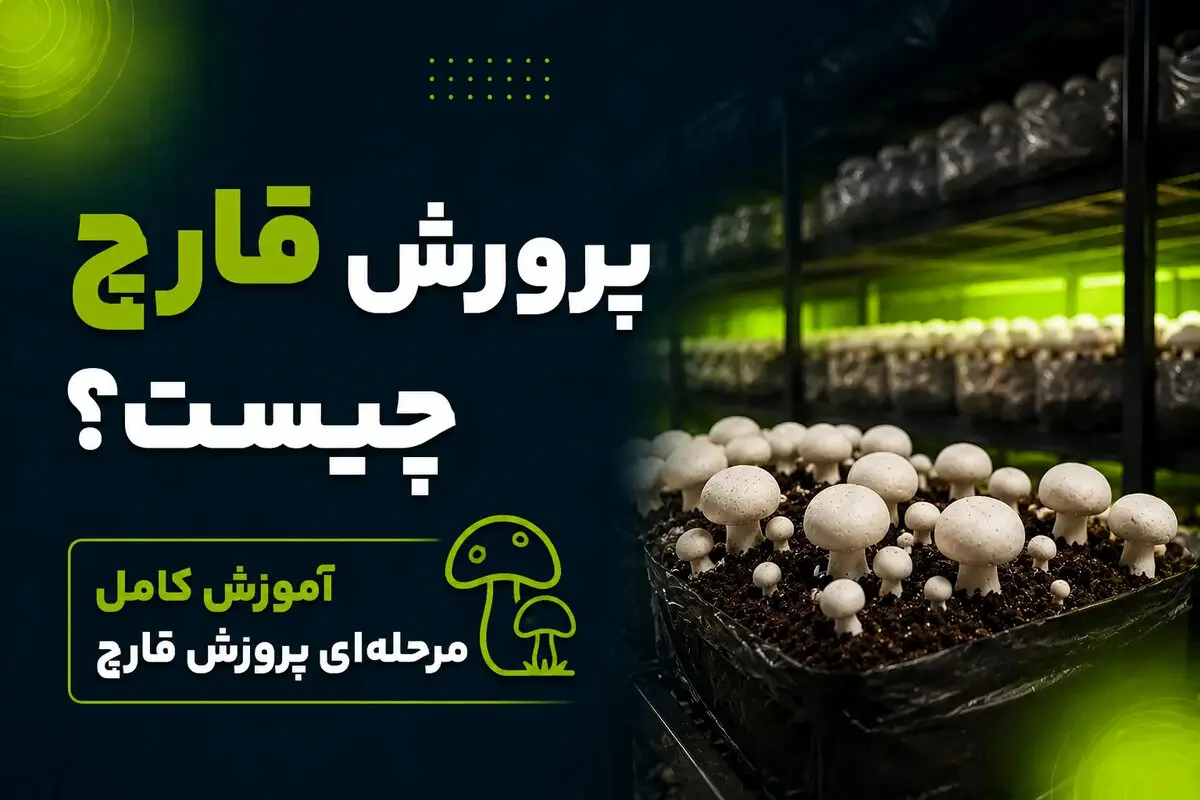 راهنمای کامل پرورش قارچ در خانه؛ از انتخاب کمپوست تا برداشت اول