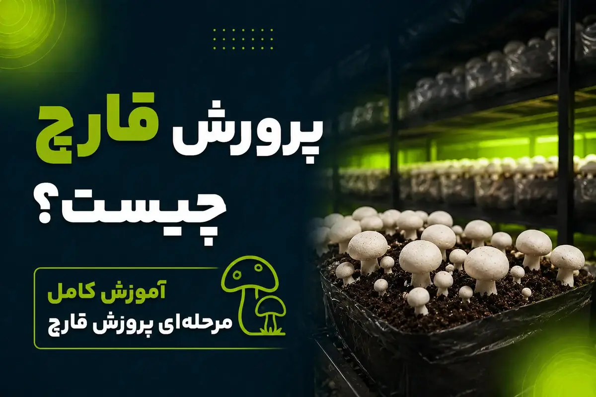 راهنمای کامل پرورش قارچ در خانه؛ از انتخاب کمپوست تا برداشت اول