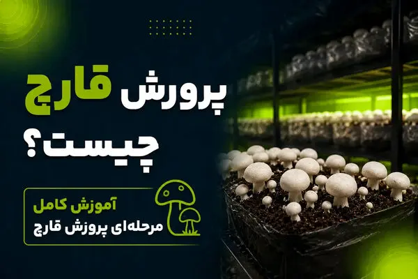راهنمای کامل پرورش قارچ در خانه؛ از انتخاب کمپوست تا برداشت اول