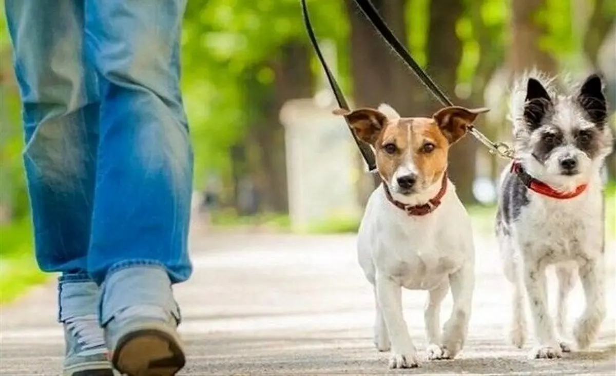 «معضل اساسی» کشور از نظر کیهان؛ سگ گردانی!