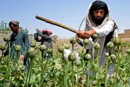 سازمان ملل: کشت خشخاش ۹۵ درصد در افغانستان کاهش یافته است