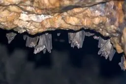 همه چیز درباره بیماری کشنده ماربورگ