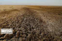 انحصار واردات نهاده کار دست دولت داد