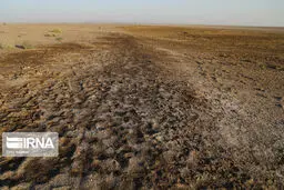 انحصار واردات نهاده کار دست دولت داد
