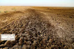 انحصار واردات نهاده کار دست دولت داد