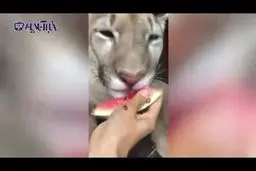 تصاویر شیری درنده که عاشق هندوانه شده است