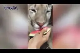 تصاویر شیری درنده که عاشق هندوانه شده است