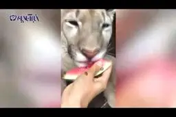 تصاویر شیری درنده که عاشق هندوانه شده است