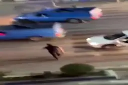 درگیری مرد کلاشینکف به دست در جاده مشهور + فیلم