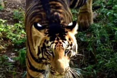 ببر سیاه