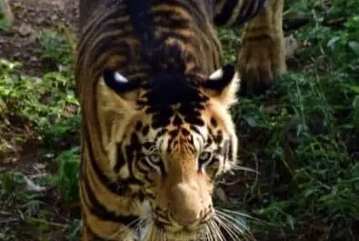 ببر سیاه
