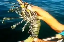 صید و رهاسازی زیباترین شاه میگو جهان|فیلم