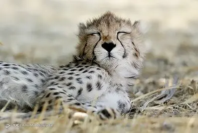 پیروز