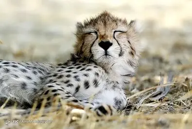 پیروز