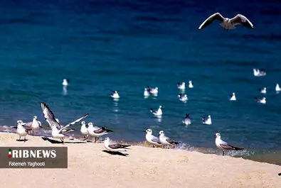 جزیره کیش