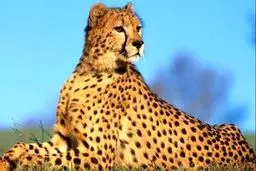 بارداری«ایران» منتفی شد