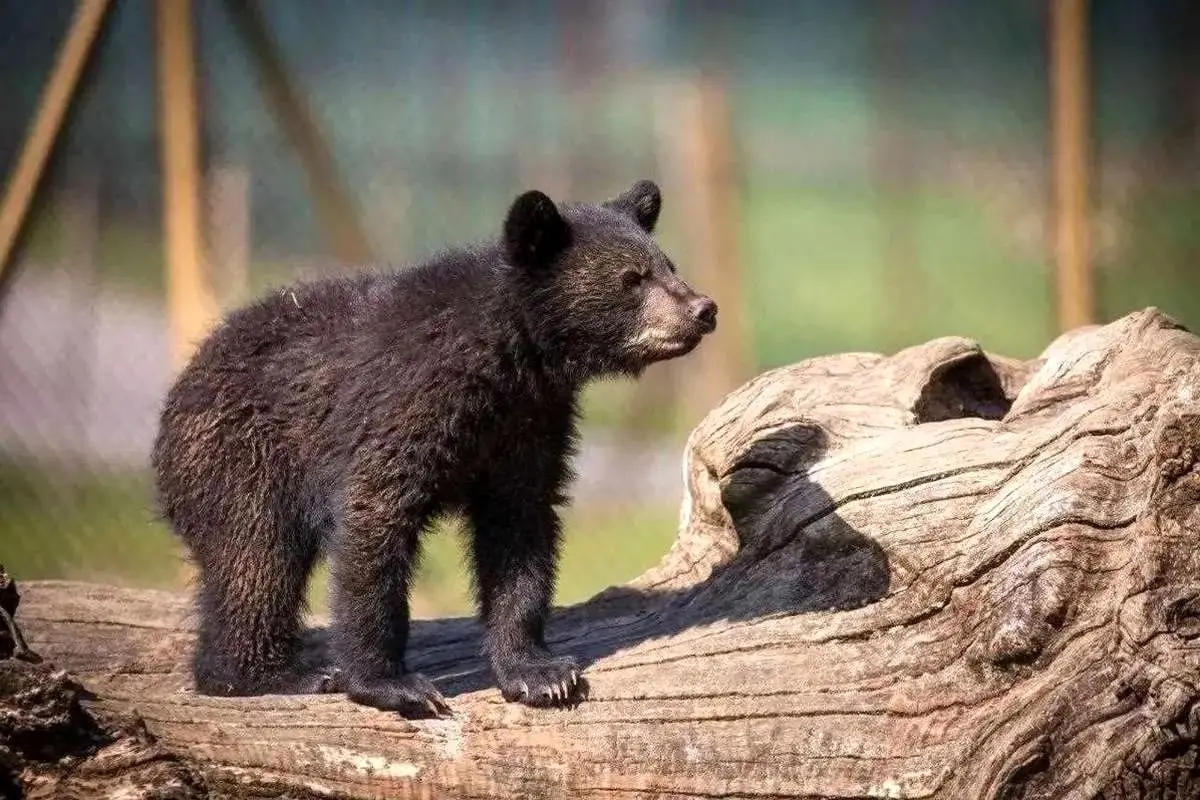 سرنوشت توله خرس گمشده پارک پردیسان چه شد؟