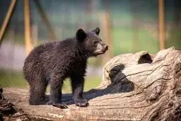 سرنوشت توله خرس گمشده پارک پردیسان چه شد؟