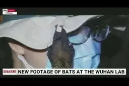  کشف قفس‌های خفاش در آزمایشگاه بدنام ووهان چین
